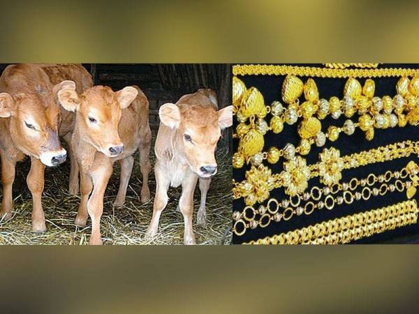 Thailand: Daftar vaksin berpeluang dapat hiasan emas, anak lembu Thailand: Daftar vaksin berpeluang dapat hiasan emas, anak lembu