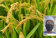 Pesawah harap Bajet 2022 peruntuk wang ihsan untuk petani