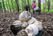 Rayu kerajaan luluskan harga lantai getah sekerap RM3.50 sekilogram