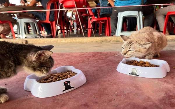 Kempen Ejen Meow beri kucing makan sebanyak mungkin Kempen Ejen Meow beri kucing makan sebanyak mungkin