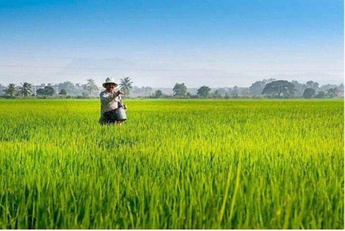 Bajet: 2023: Tanah terbiar dimanfaat tanaman makanan