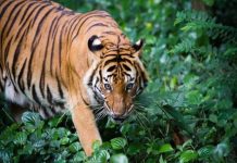 RM36 juta untuk lindungi haiwan liar termasuk harimau, gajah