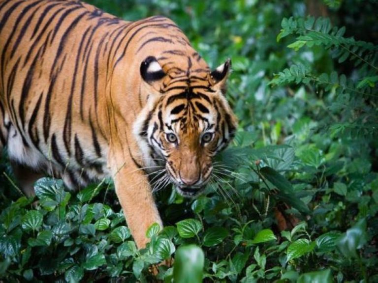 RM36 juta untuk lindungi haiwan liar termasuk harimau, gajah RM36 juta untuk lindungi haiwan liar termasuk harimau, gajah