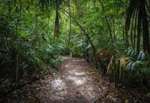 Belanjawan 2023 : 1,500 anggota renjer kawal kawasan hutan