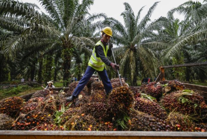 Geran sepadan RM50 juta galakkan automasi sektor perladangan