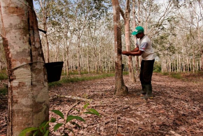 Belanjawan 2023: Penoreh lahir rasa syukur harga lantai getah naik